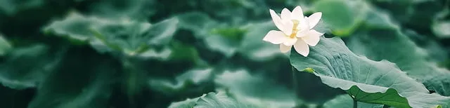 ロータス不動産のサービスについてのよくあるご質問はこちらをクリック